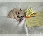 Small #7 French Bulldog