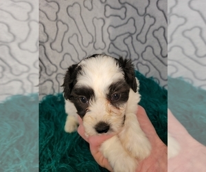 Zuchon Puppy for sale in KENDALL, WI, USA