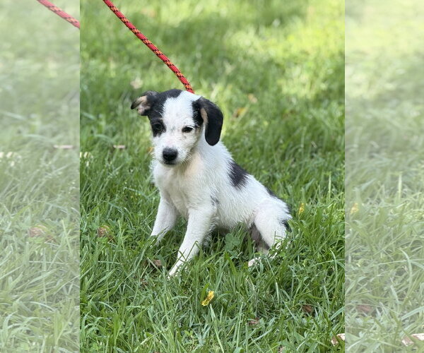 Medium Photo #1 Mutt Puppy For Sale in Yardley, PA, USA