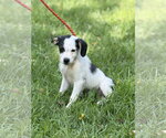 Small Mutt