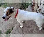 Small American Pit Bull Terrier Mix