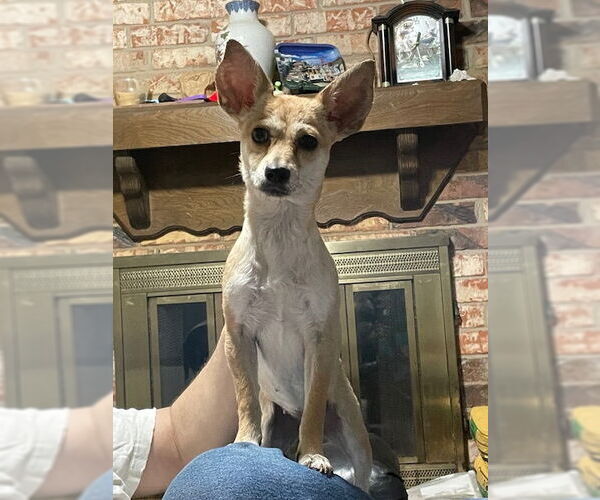 Medium Photo #2 Chiweenie Puppy For Sale in Missouri City, TX, USA