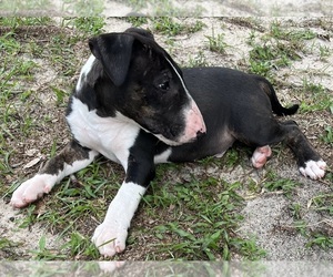 Bull Terrier Puppy for sale in ORLANDO, FL, USA