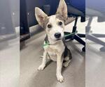 Small Gerberian Shepsky