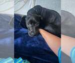 Small #1 Labrador Retriever Mix