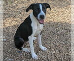 Small #2 Mutt