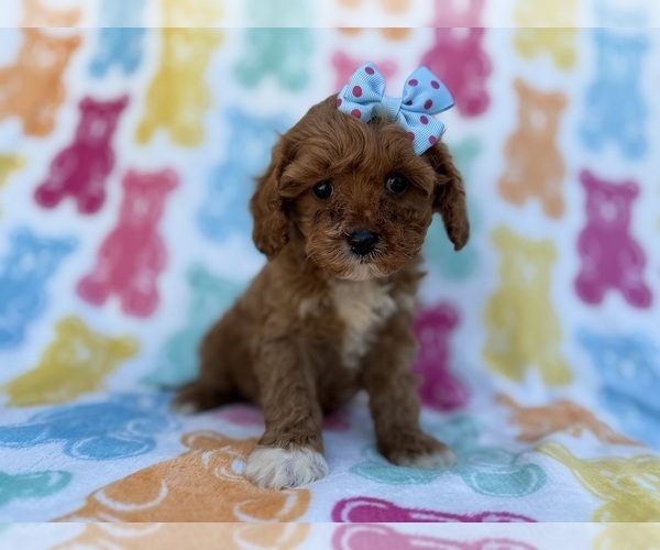 Medium Photo #8 Cavapoo (Miniature) Puppy For Sale in LAKELAND, FL, USA