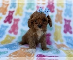 Small #7 Cavapoo (Miniature)