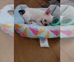 Small Photo #3 French Bulldog Puppy For Sale in READING, PA, USA