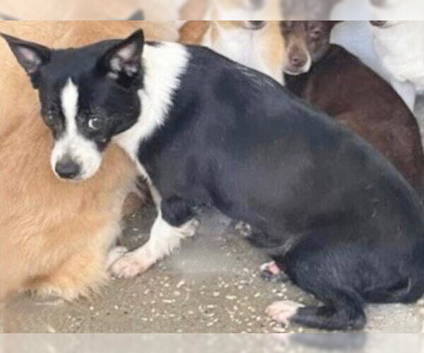 Medium Photo #1 Chihuahua-Unknown Mix Puppy For Sale in Houston, TX, USA