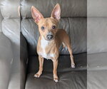 Small #2 Italian Greyhuahua