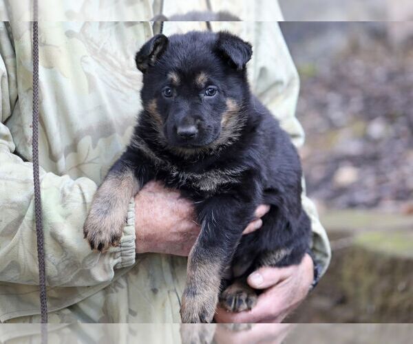 Medium Photo #4 German Shepherd Dog Puppy For Sale in CASTLE ROCK, WA, USA