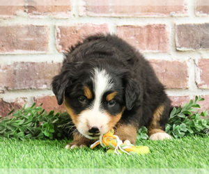 Bernese Mountain Dog Puppy for sale in SYRACUSE, IN, USA