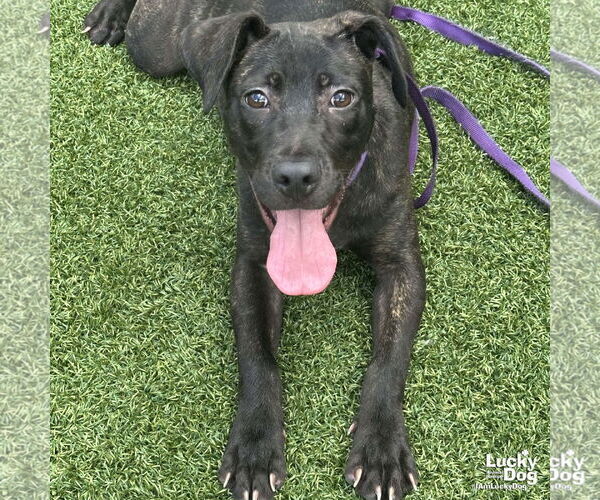 Medium Photo #5 Labrador Retriever-Unknown Mix Puppy For Sale in Washington, DC, USA