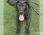 Small #4 Labrador Retriever Mix