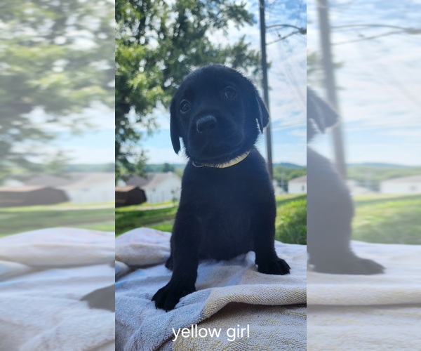 Medium Photo #13 Labrador Retriever Puppy For Sale in CHICORA, PA, USA