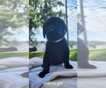 Small #12 Labrador Retriever