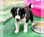 Small Photo #2 Border Collie Puppy For Sale in ELMENDORF, TX, USA