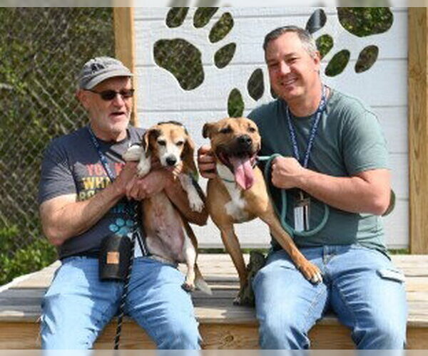 Medium Photo #14 Mutt Puppy For Sale in Glen Allen, VA, USA