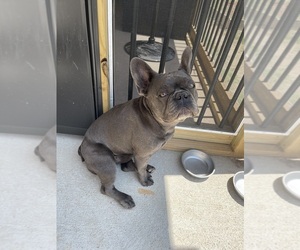 French Bulldog Puppy for sale in SNELLVILLE, GA, USA