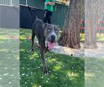 Small Photo #2 Mutt Puppy For Sale in San Bernardino, CA, USA