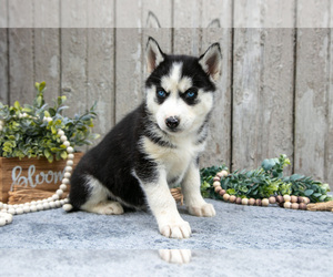 Siberian Husky Litter for sale in LANCASTER, PA, USA