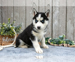 Image preview for Ad Listing. Nickname: Litter of 6