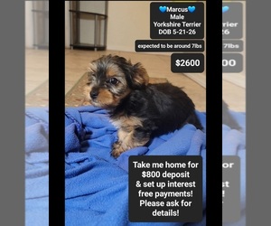 Yorkshire Terrier Puppy for sale in TUCSON, AZ, USA
