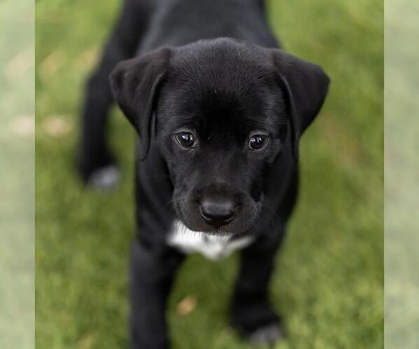Medium Photo #3 Dalmatian-Labrador Retriever Mix Puppy For Sale in San Diego, CA, USA