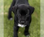 Small #2 Dalmatian-Labrador Retriever Mix