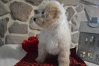Small Photo #2 Poodle (Miniature) Puppy For Sale in HONEY BROOK, PA, USA