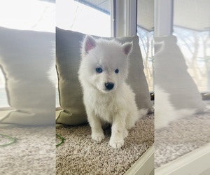 Pomsky Puppy for sale in COLORADO SPRINGS, CO, USA