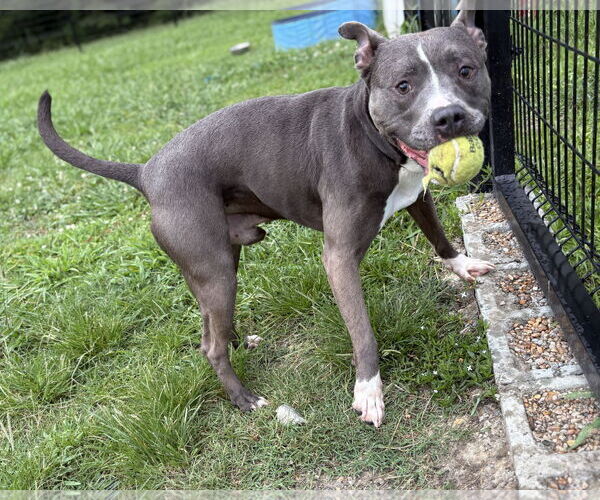 Medium Photo #7 American Pit Bull Terrier-Unknown Mix Puppy For Sale in Virginia Beach, VA, USA