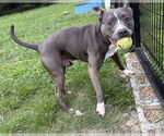 Small #6 American Pit Bull Terrier Mix