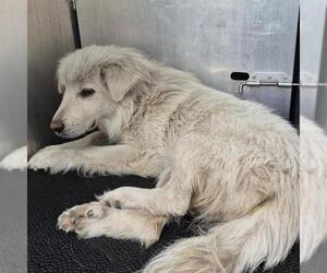 Great Pyrenees-Unknown Mix Dogs for adoption in San Antonio, TX, USA