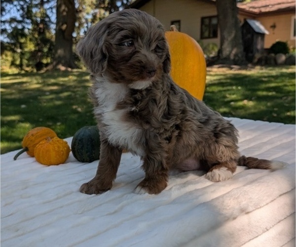 Medium Photo #5 Miniature Bernedoodle Puppy For Sale in GOSHEN, IN, USA