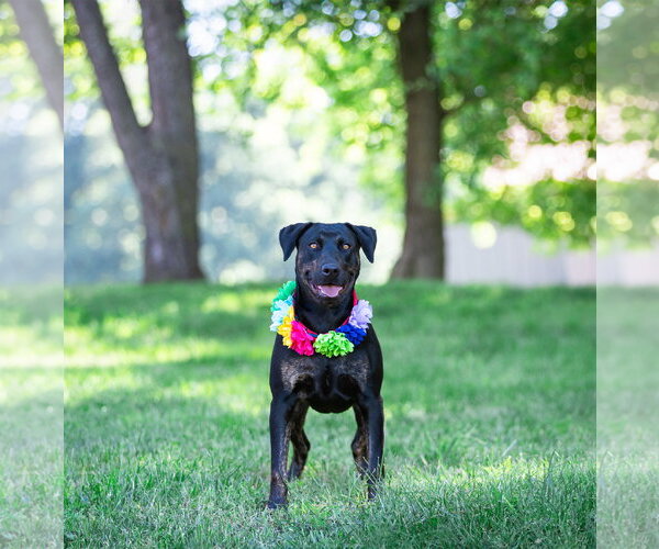 Medium Photo #2 Labrador Retriever-Unknown Mix Puppy For Sale in Unionville, PA, USA