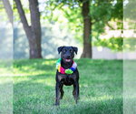 Small #1 Labrador Retriever Mix