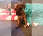 Puppy 6 Bullmastiff-Bullypit Mix