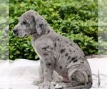 Small #3 Great Dane