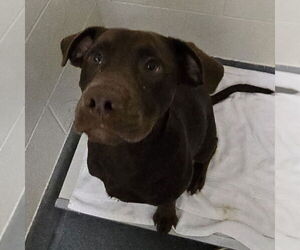 Labrador Retriever-Unknown Mix Dogs for adoption in Glen Allen, VA, USA