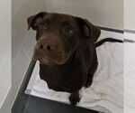 Small Labrador Retriever Mix