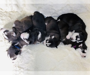 Siberian Husky Puppy for sale in CLINTONVILLE, WI, USA