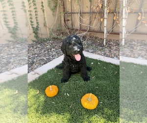 Goldendoodle Puppy for sale in MESA, AZ, USA