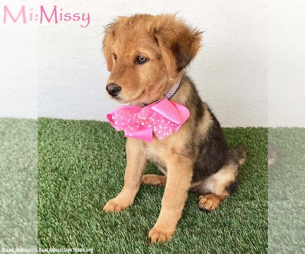 Medium Photo #1 Australian Shepherd-German Shepherd Dog Mix Puppy For Sale in San Diego, CA, USA