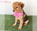 Small Australian Shepherd-German Shepherd Dog Mix