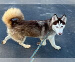Small #2 Siberian Husky