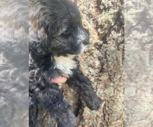 Cockapoo Puppy for sale in VENETA, OR, USA