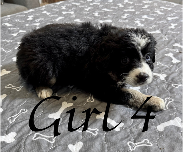 Medium Photo #120 Miniature Australian Shepherd Puppy For Sale in SALISBURY, NC, USA