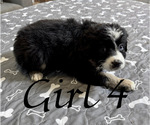 Small Photo #120 Miniature Australian Shepherd Puppy For Sale in SALISBURY, NC, USA